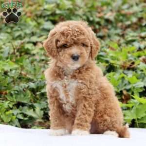 Ellie F1BB, Mini Goldendoodle Puppy